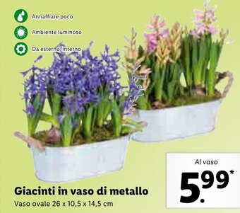 Lidl Giacinti in vaso di metallo offerta