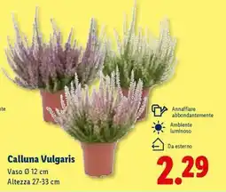 Lidl Calluna vulgaris offerta