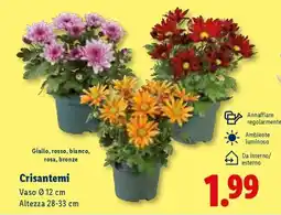 Lidl Crisantemi offerta