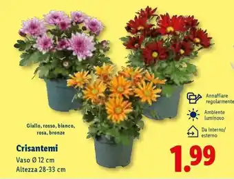 Lidl Crisantemi offerta