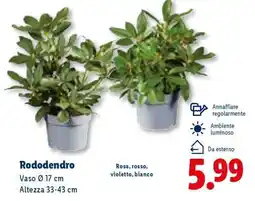 Lidl Rododendro offerta