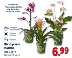 Lidl Mix di piante esotiche offerta