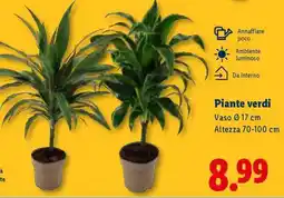 Lidl Piante verdi offerta