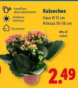 Lidl Kalanchoe offerta