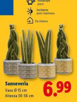 Lidl Sanseveria offerta