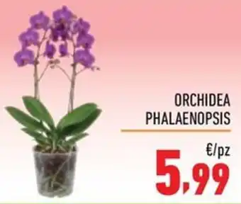 Orchidea Phalaenopsis