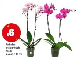 Iper La Grande Orchidea phalaenopsis offerta