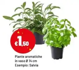 Iper La Grande Piante aromatiche offerta