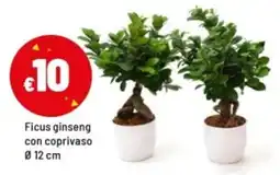 Iper La Grande Ficus ginseng offerta