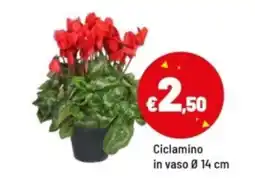 Iper La Grande Ciclamino offerta