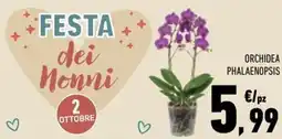 Conad Margherita Orchidea Phalaenopsis offerta