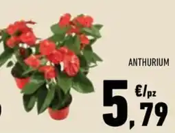 Conad Margherita Anthurium offerta