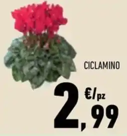 Conad Margherita Ciclamino offerta