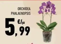 Conad Superstore Orchidea Phalaenopsis offerta