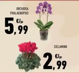 Conad Superstore Orchidea Phalaenopsis offerta