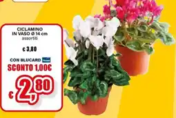 Il Gigante Ciclamino offerta