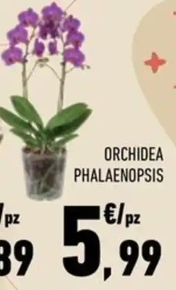 Conad City Orchidea phalaenopsis offerta