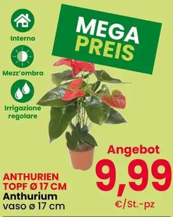 Anthurium