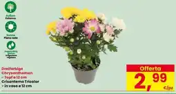 Interspar Crisantemo Tricolor offerta