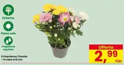 Eurospar Crisantemo Tricolor offerta
