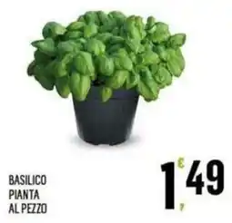 Vibian Basilico pianta al pezzo offerta