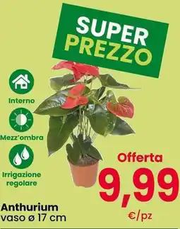Interspar Anthurium offerta
