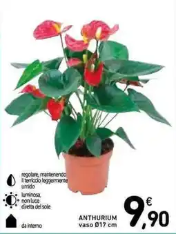 Spazio Conad Anthurium offerta