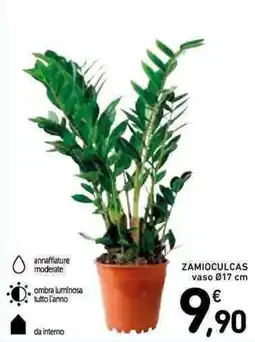 Spazio Conad Zamioculcas offerta