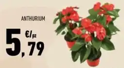 Conad Superstore Anthurium offerta