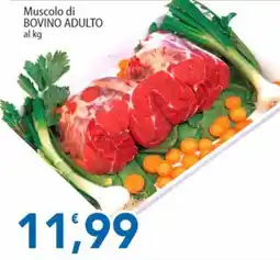 Sidis Muscolo di bovino adulto offerta