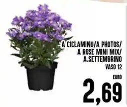 Al Discount A ciclamino/a photos/a rose mini mix/a.settembrino offerta