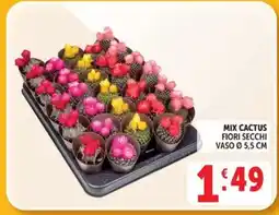 Deco Maxistore Mix Cactus Fiori Secchi offerta
