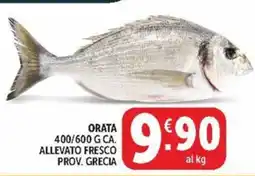 Deco Maxistore Orata offerta