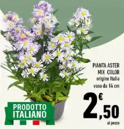 Conad Tuday Pianta aster mix color offerta