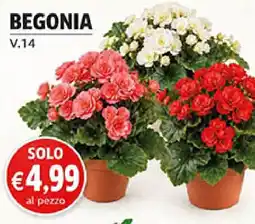 Coal Begonia V.14 offerta