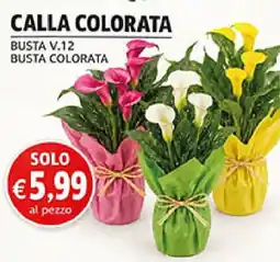 Coal Calla colorata offerta