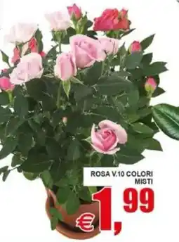 Pewex Rosa V.10 Colori Misti offerta