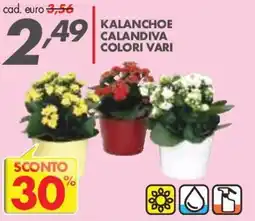 Italmark Kalanchoe Calandiva Colori Vari offerta