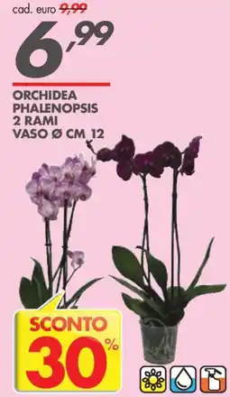 Italmark Orchidea Phalenopsis offerta