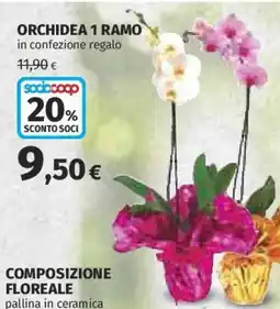 Ipercoop Orchidea 1 ramo offerta