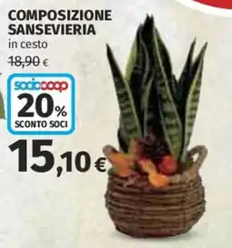 Ipercoop Composizione Sansevieria offerta