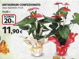 Ipercoop Anthurium confezionato offerta