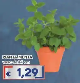 Italy Cash Pianta menta offerta