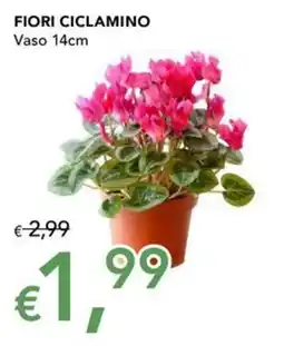 Migross Supermercati e Market Fiori ciclamino offerta
