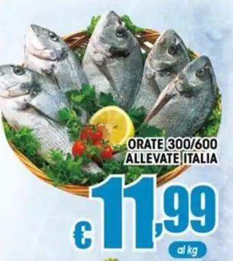 Orate allevate Italia