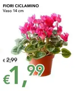Migross Superstore Fiori ciclamino offerta
