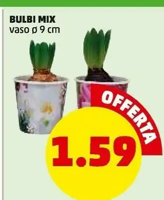 PENNY Bulbi mix offerta