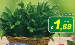 Idromarket Cicoria offerta
