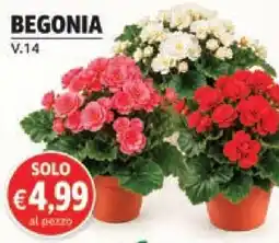 èccoMI Begonia offerta