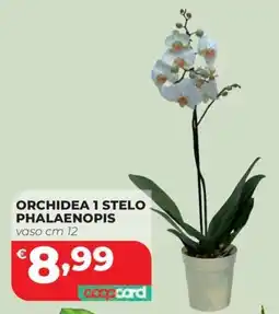 Coop Master Alleanza 3.0 Orchidea 1 stelo phalaenopis offerta